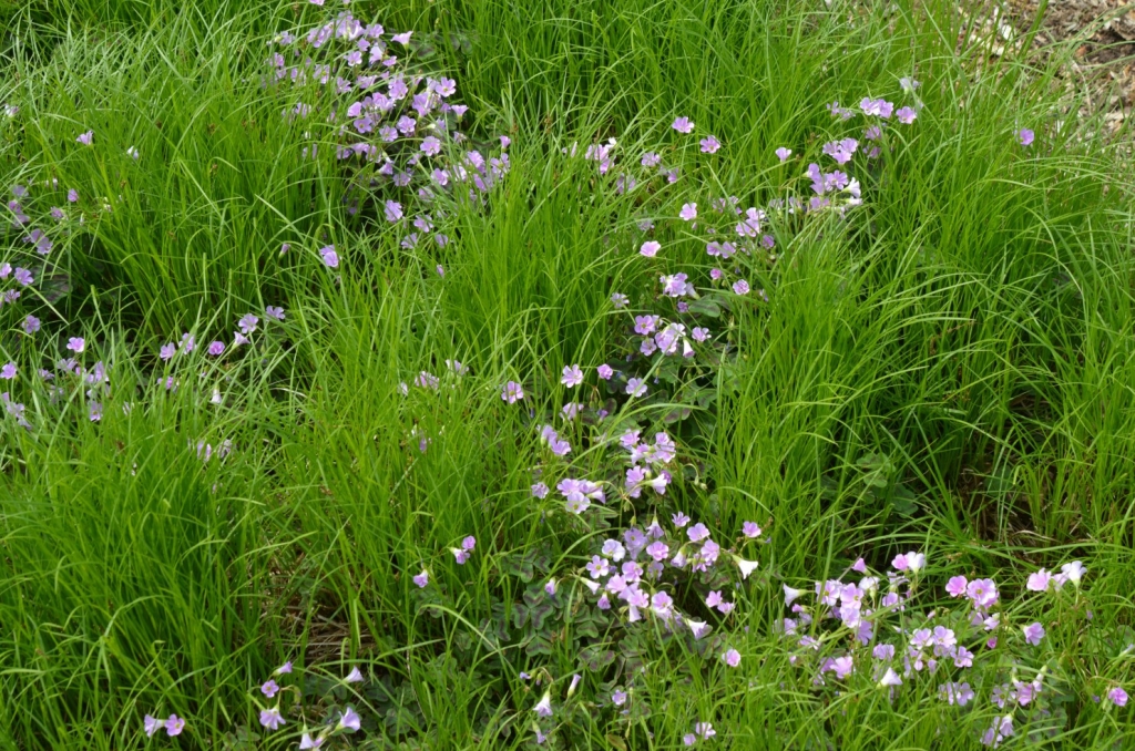 Carex Pensylvanica With Oxalis Violacea 2 OvS Landscape Architecture