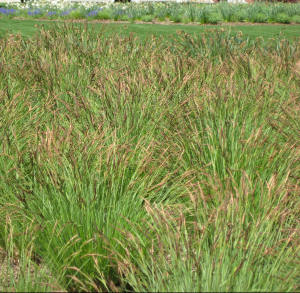 Sedges: A Solution For Every Garden. - Ovs 