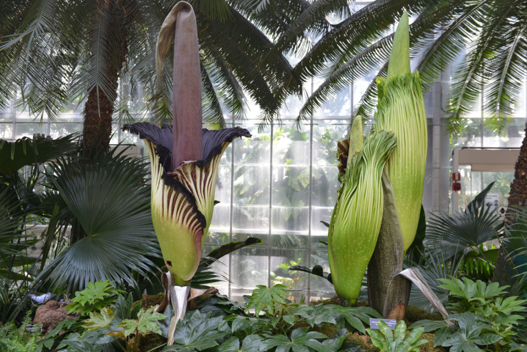 Corpse Flowers Bloom At The U.S. Botanical Garden - OvS | Landscape ...